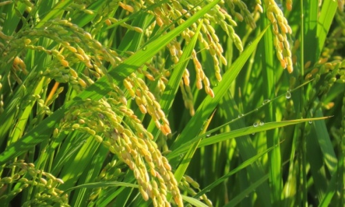 水稲栽培の様子